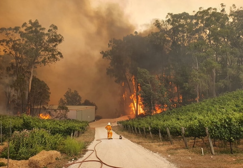 A firefighter and koala near a blaze in South Australia.