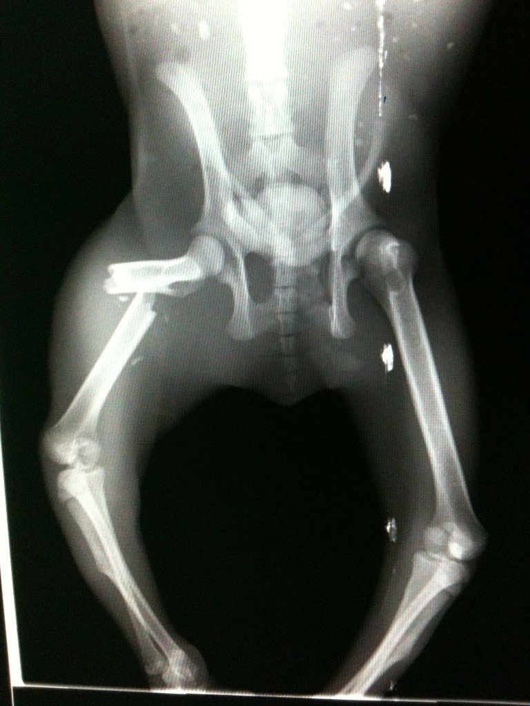 An X-ray of a koala that suffered a leg fracture after being hit by a vehicle in the Moreton Bay region in April 2017.