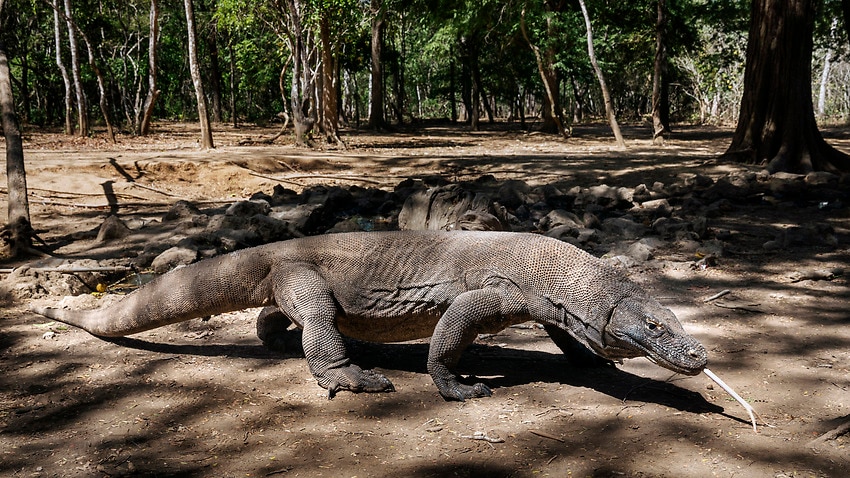 Image for read more article 'Can Komodo Dragons survive an invasion of tourists?'