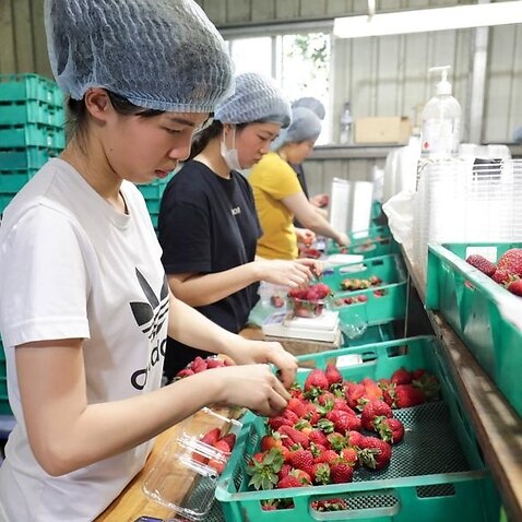 Strawberry packing in Chambers Flat in Queensland.