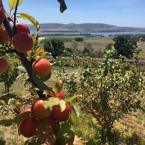 Tasmanian fruit farms may not have enough workers