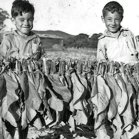 Young children were often involved in tobacco farming activities