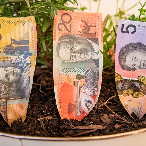 Australian dollar notes in a plant pot. Australian unemployment rate is expected to reach over 10% amid Covid-19 crisis.