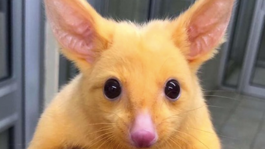 sbs-language-a-pikachu-look-alike-discovered-in-australia