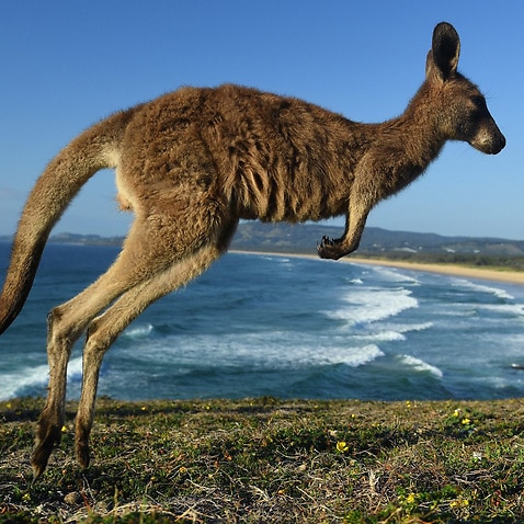 An eastern grey kangaroo is seen at Look At Me Now Headland, north of Coffs Harbour NSW.