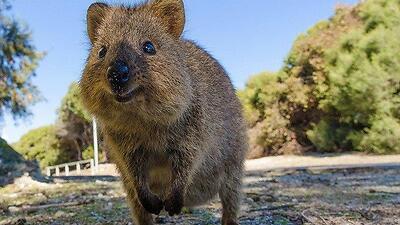 澳大利亚萌宠 5种瞬间萌化你的有袋类动物