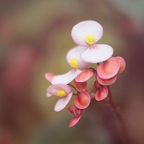 木瓜海棠花