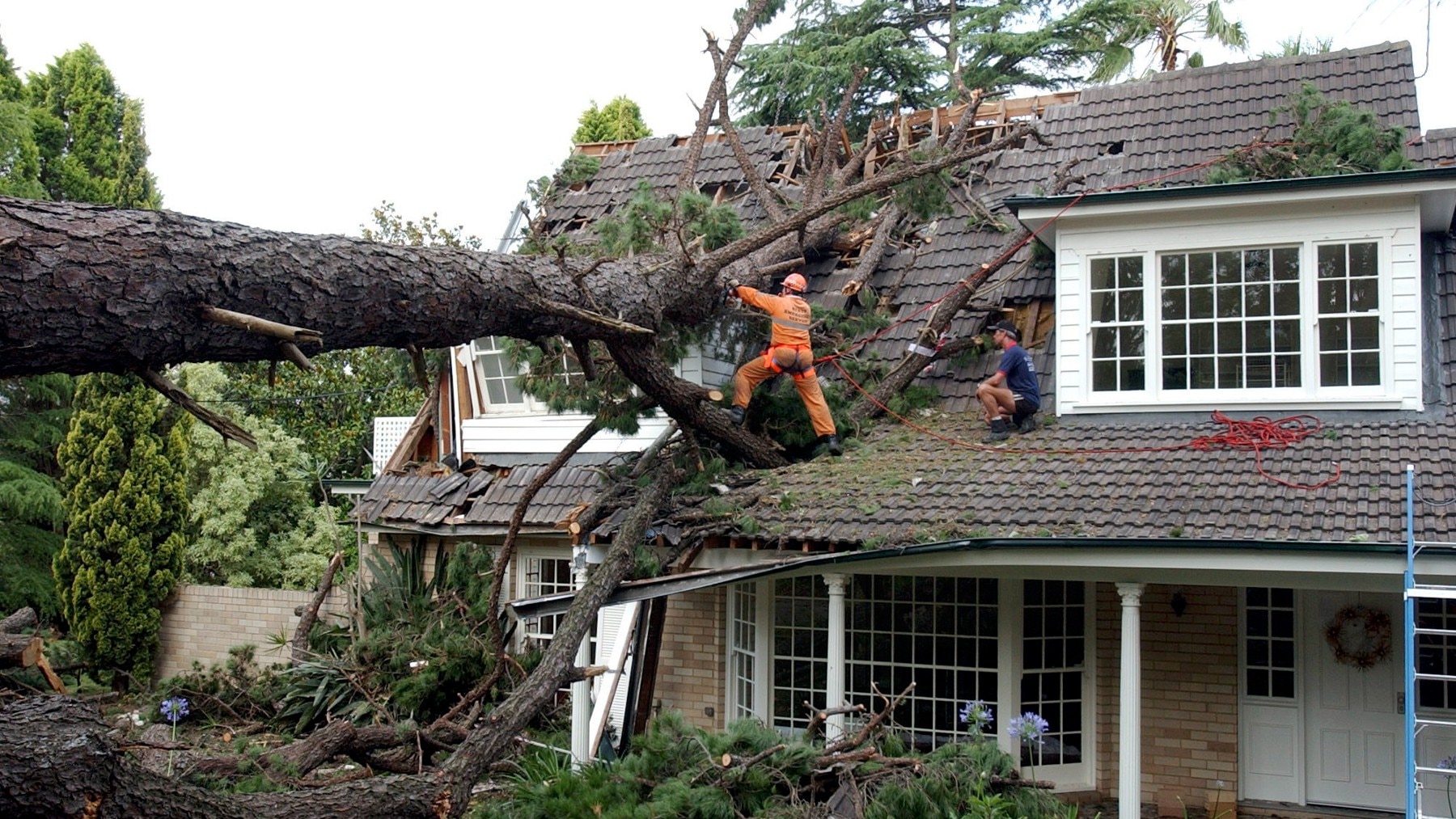 SES workers try to remove an enormous tree 