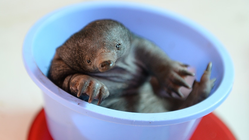 Australia Zoo Celebrates Arrival Of First Baby Echidna Under New Breeding Program