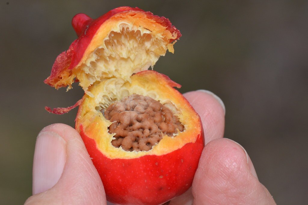Delicious, sweet and nutritious. Some people believe the quandong fruit is a superfood.