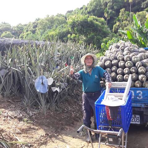 Taiwan pineapple farmer 