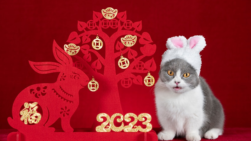 Lunar New Year: The Year of the Rabbit / Cat | SBS Learn