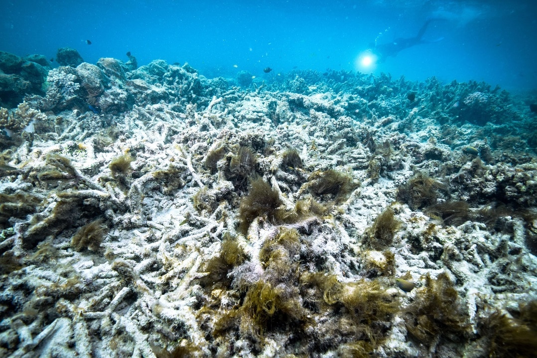 Coral bleaching has already devastated parts of Australia's Great Barrier Reef.