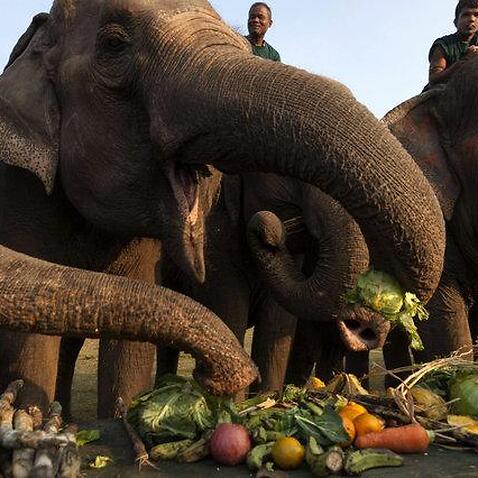 Elephant in Nepal.