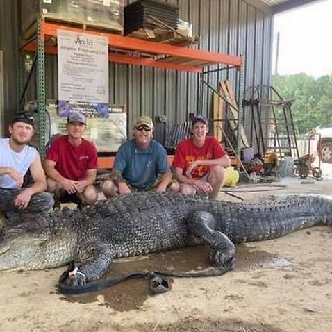 The animal was 13.5 feet long and was captured on Sept. 2 by John Hamilton.