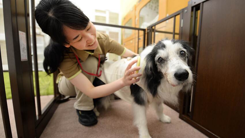 caring for canines