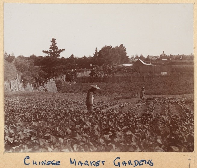 Chinese vegetable farmers in Victoria in 1901.
