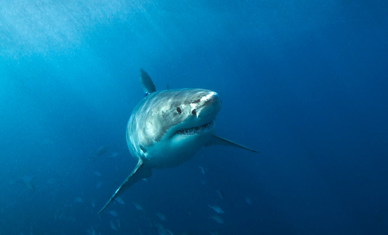 A shark in Australian waters.
