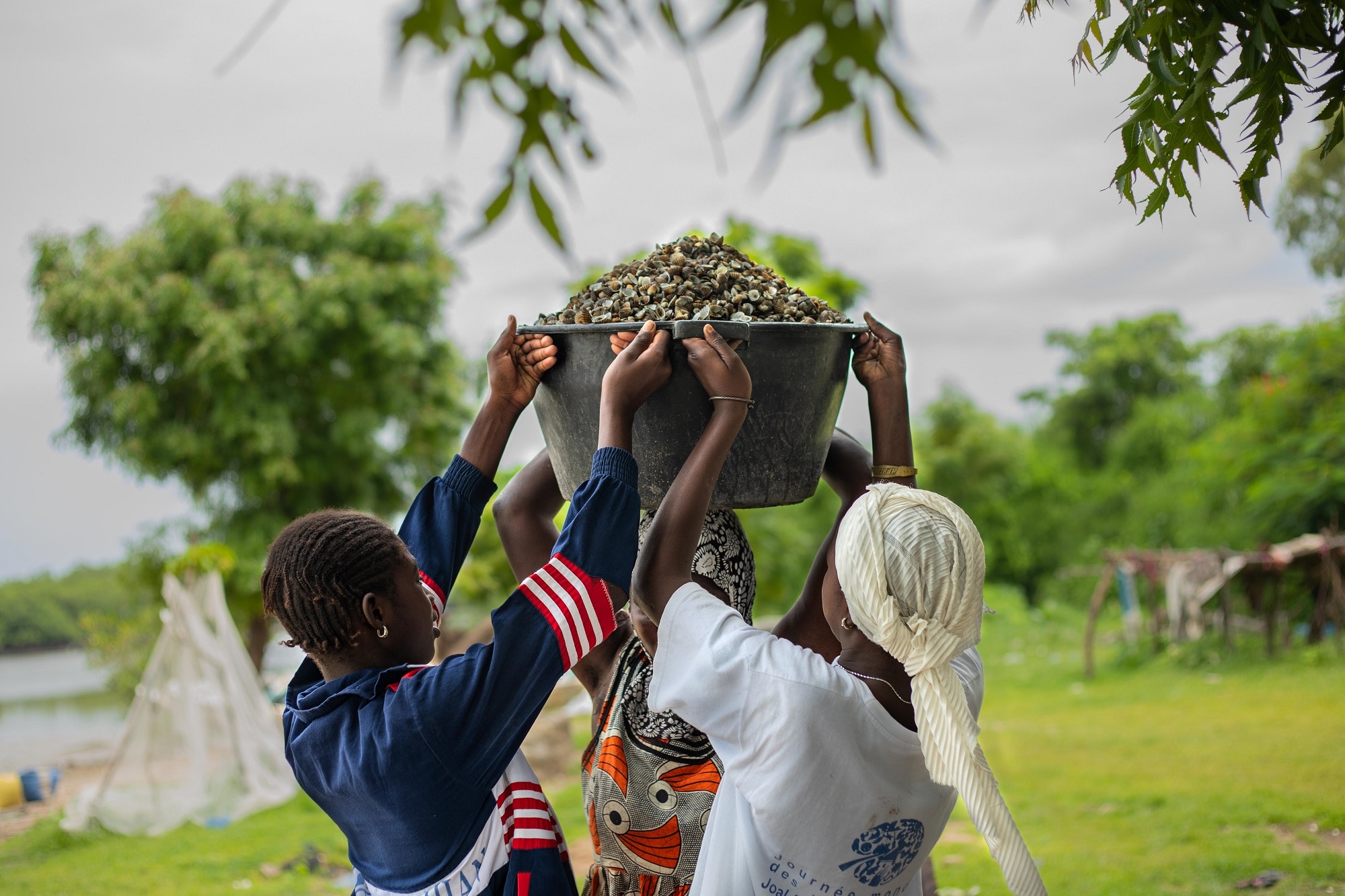 Women in Joal, Senegal, assist with carrying a bucket of cockle shells from mangroves to financially support themselves.