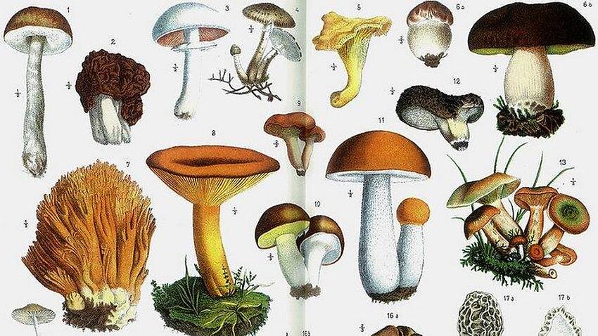 SBS Language | Gardening - Different kinds of mushrooms