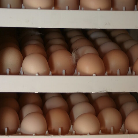 A free-range egg farm near Lethbridge has tested positive for H7N7 avian influenza virus.
