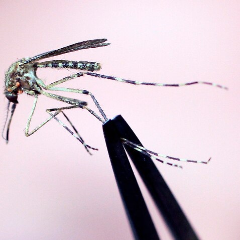 日本腦炎經由蚊蟲傳播