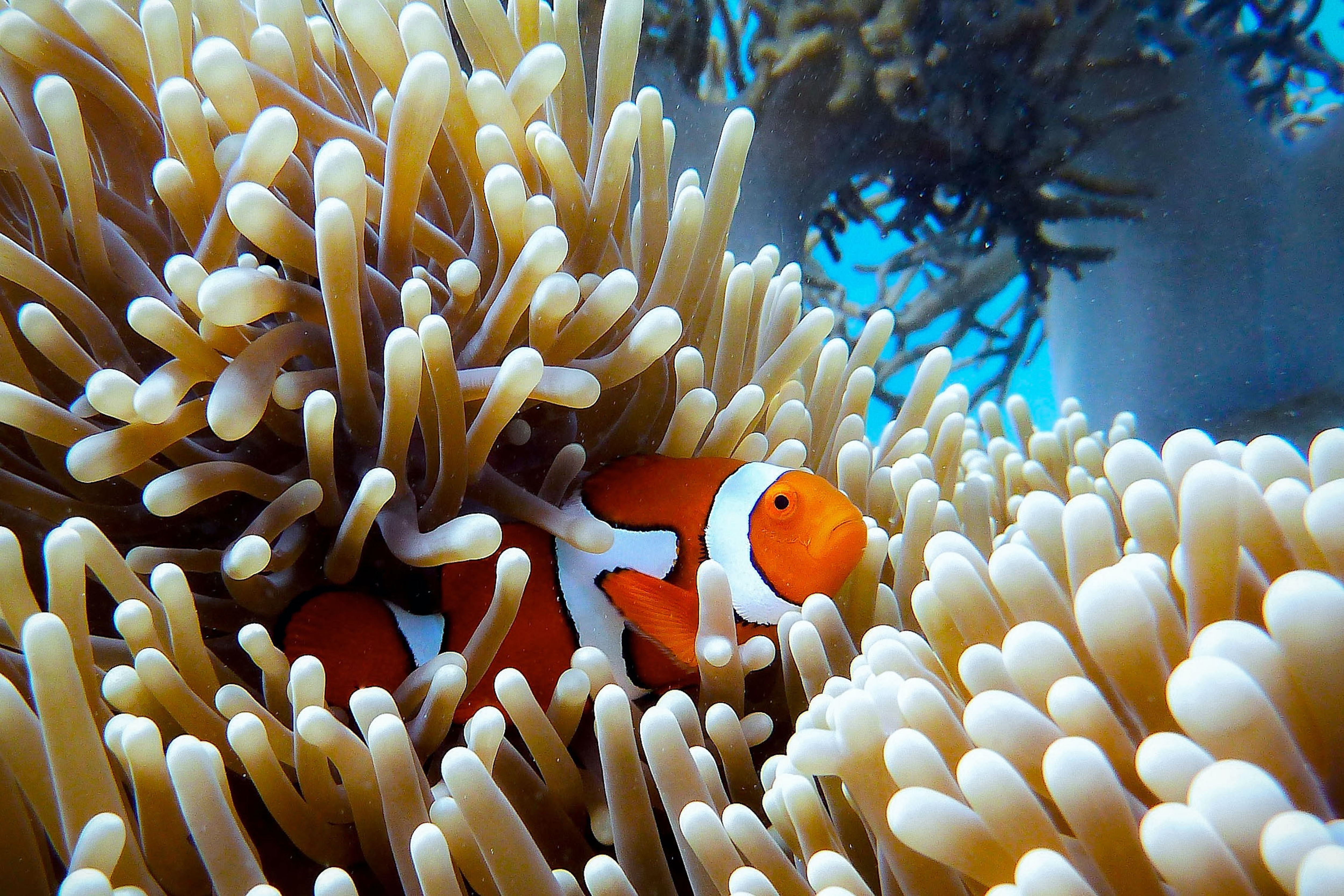 Fish and the coral in the great barrier reef