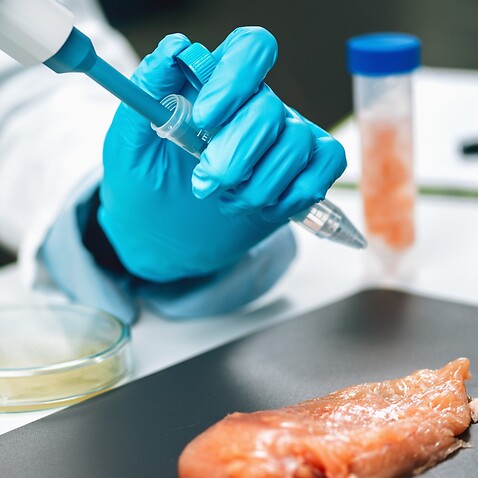 Antibiotics In Poultry Meat. Quality Control Expert Testing Chicken Meat Sample 