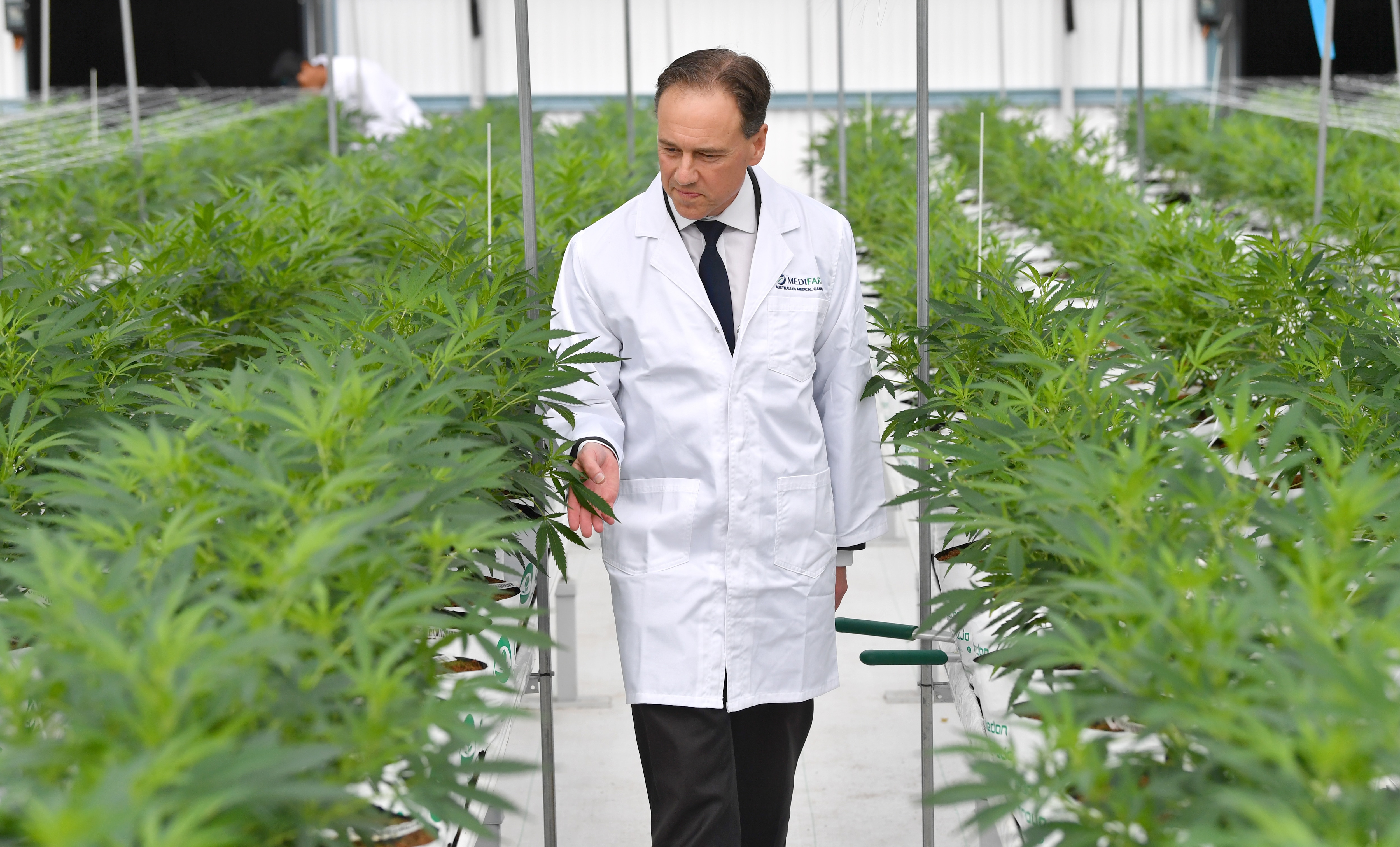 Health Minister Greg Hunt is seen inspecting the cannabis plants.