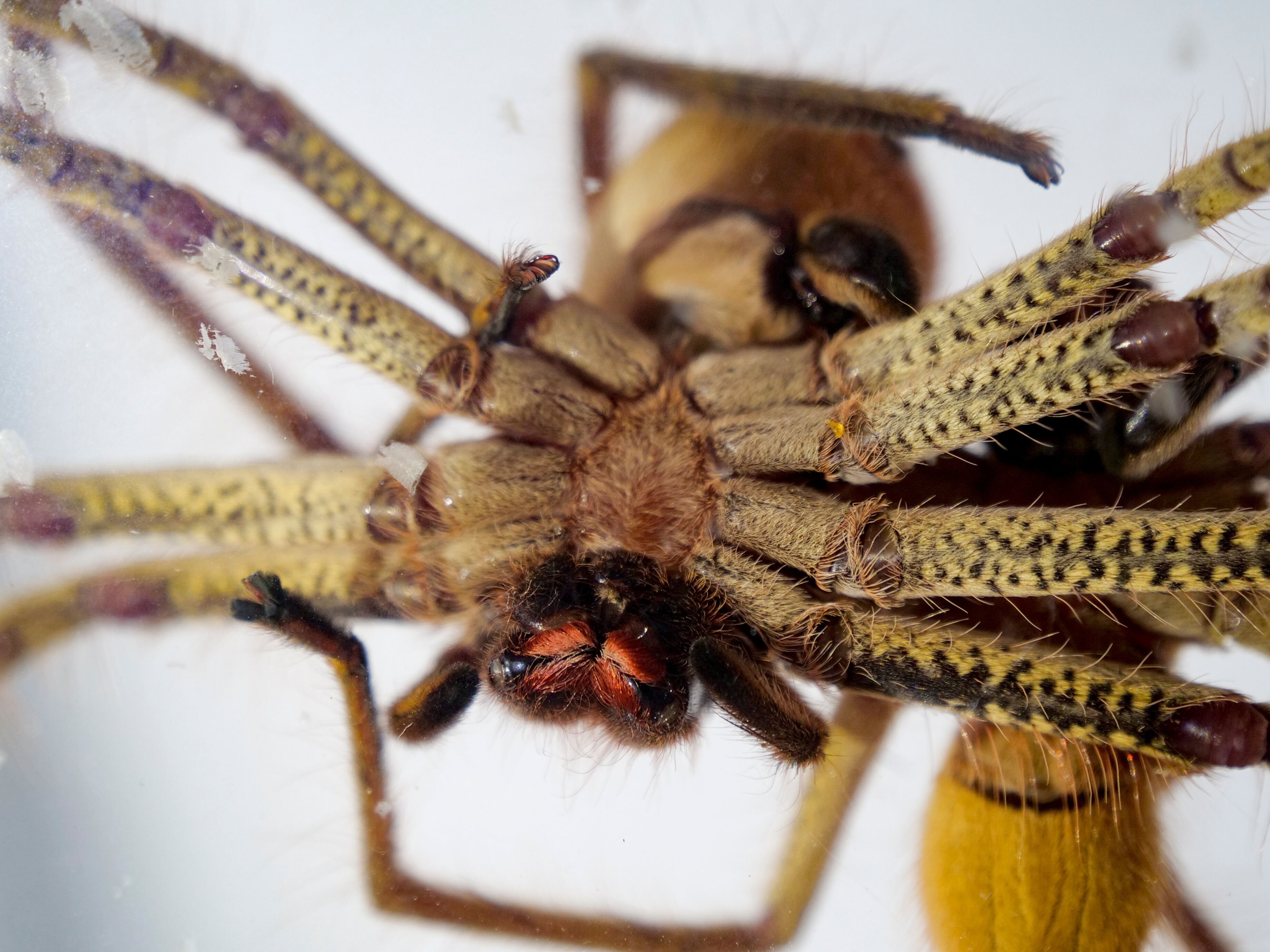 mating-habits-of-australia-s-golden-huntsman-spider-captured-in-rare