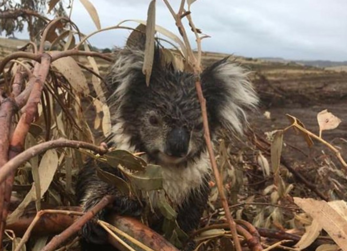 Victorian Farmer Defends Logging After Dozens Of Koala Deaths