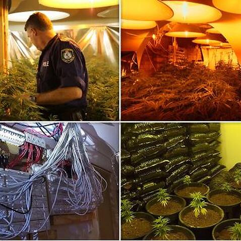 Police raid cannabis operation