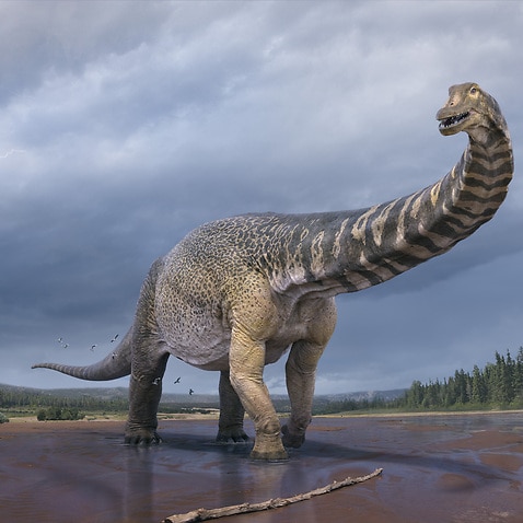 At 25 to 30 metres long, Australotitan cooperensis is the largest dinosaur ever discovered in Australia.