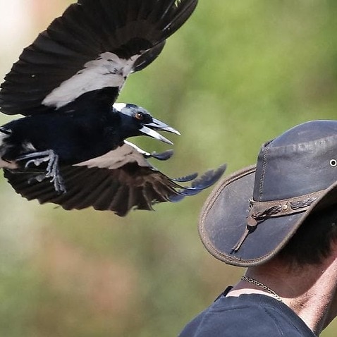 Everything you need to know about magpie swooping season