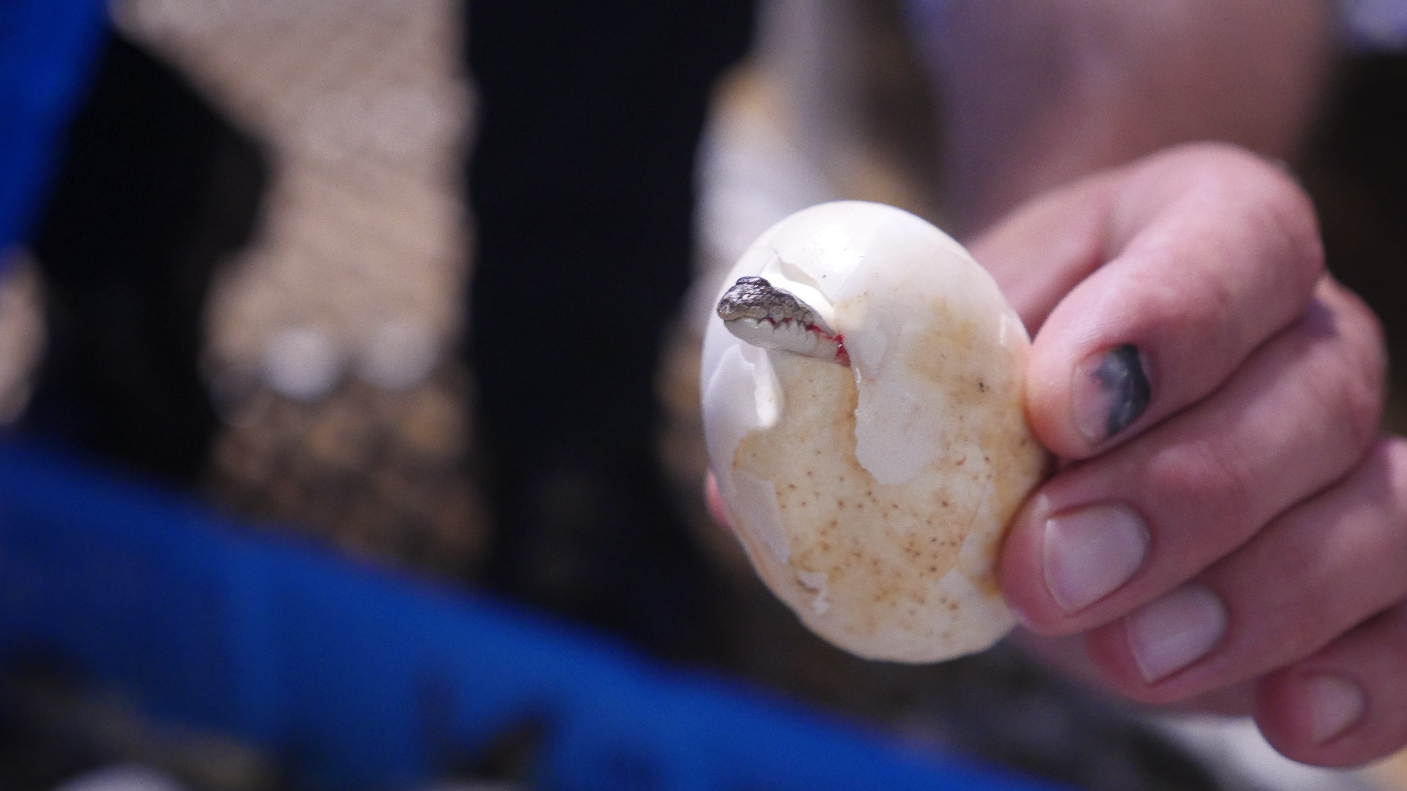 Baby crocodile hatching in a LVMH-owned farm in Coolibah (NT)