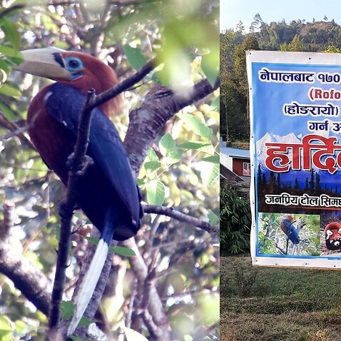 A Rufous-necked hornbill has been seen in Nepal after almost two centuries.