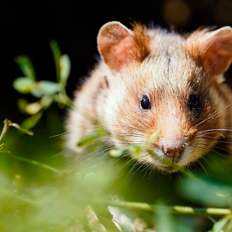 Release of field hamsters