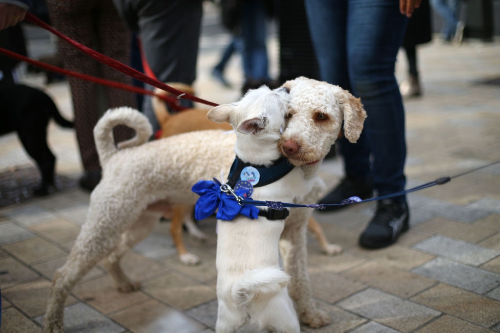 Two dogs interact during the 'Wooferendum march' in central London where dog owners and their pets gather to demand a new Brexit referendum.