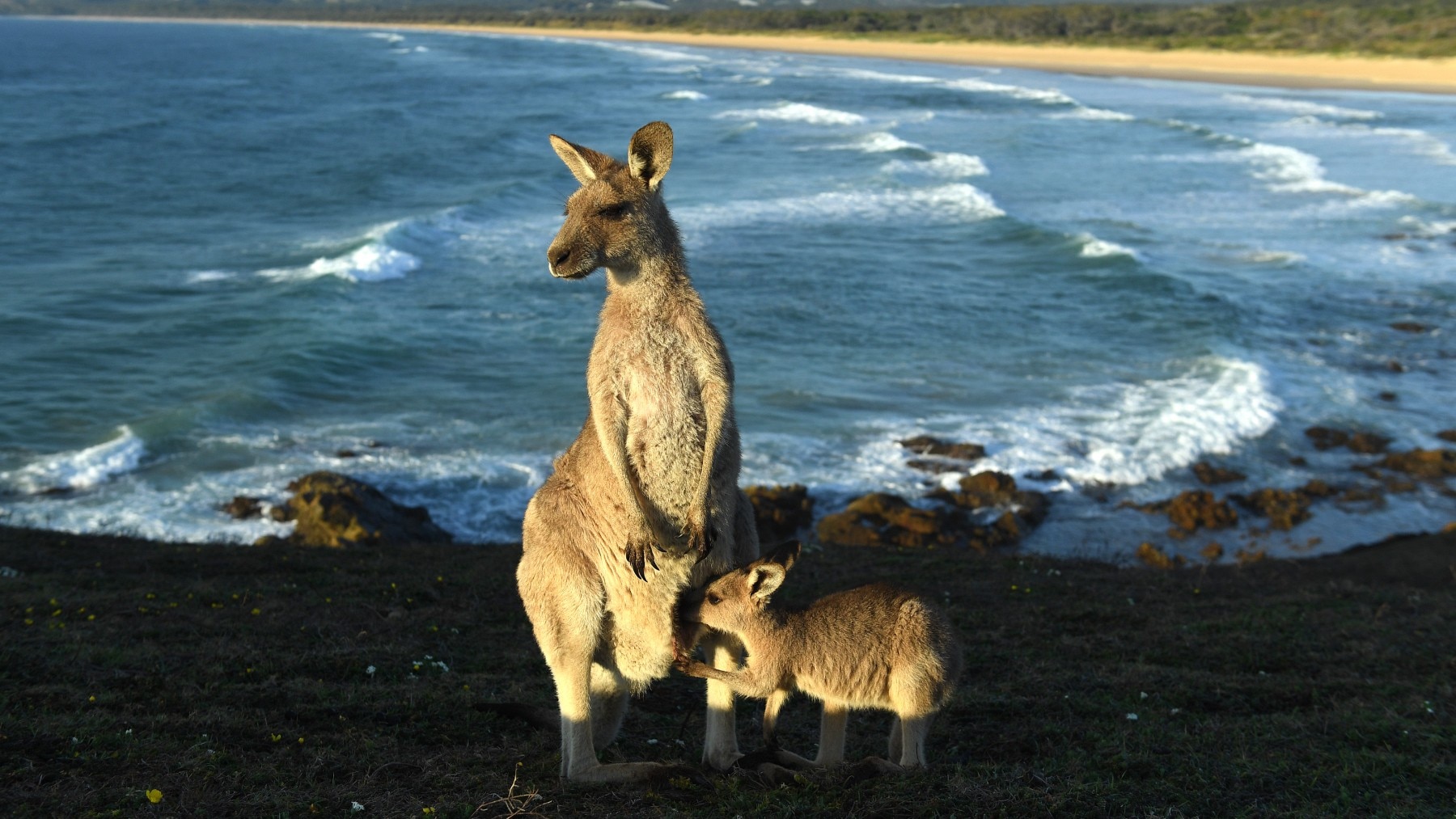 An eastern grey kangaroo joey feeds from it's mother at sunrise on Look At Me Now Headland, north of Coffs Harbour.