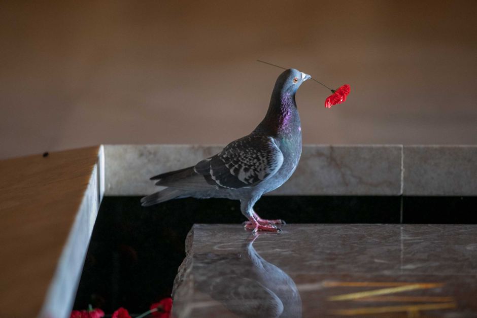 Pigeon with poppy at War Memorial