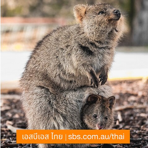 Wombat with baby in its pouch and koala with baby