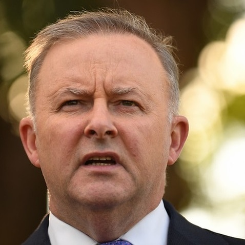 albanese voters shock