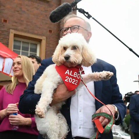 An account for Toto, Prime Minister Anthony Albanese's dog, has popped up on Twitter, garnering thousands of followers in a matter of hours