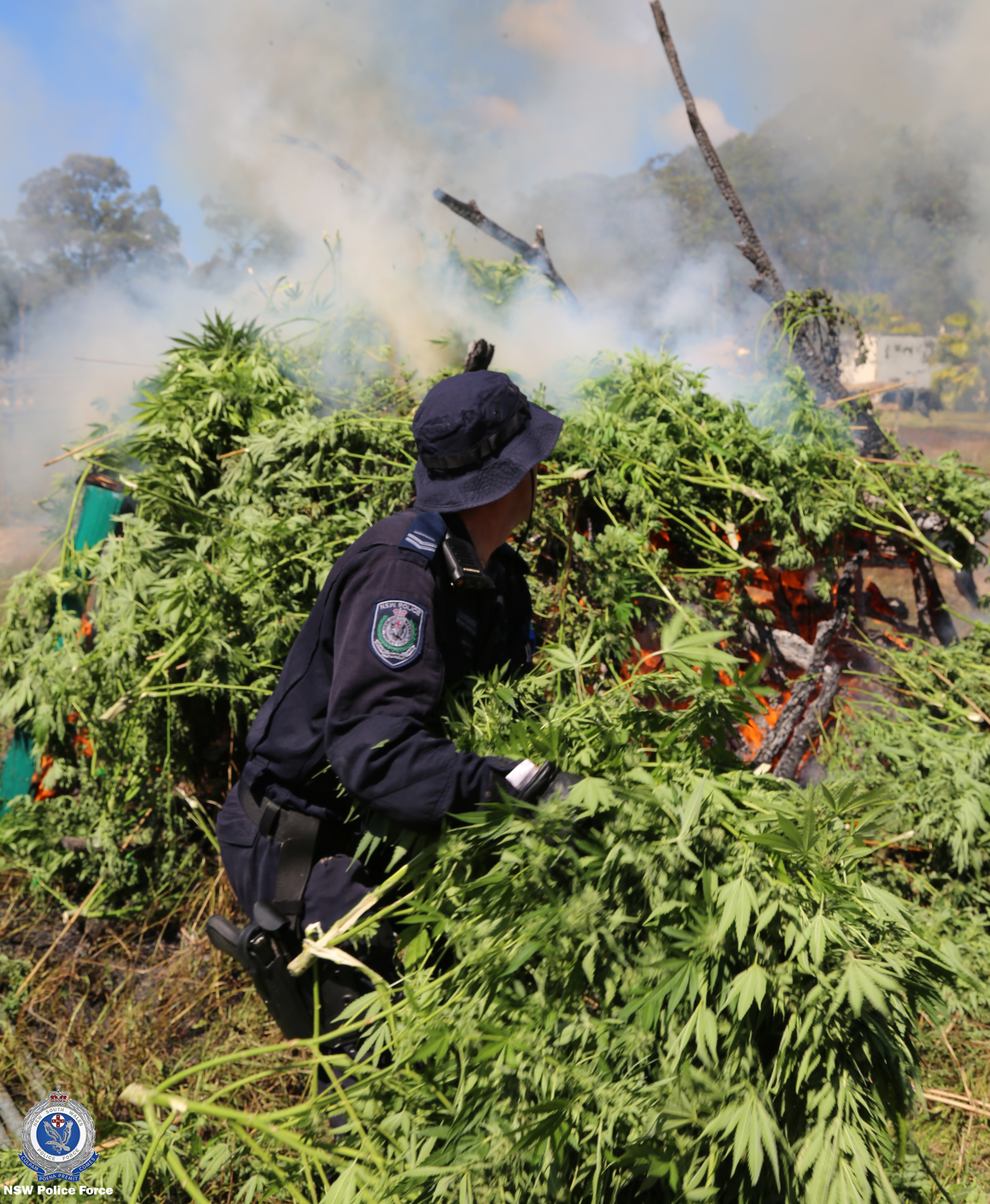 more than 7700 cannabis plants were seized in two more properties, in Melinga and Moorland.