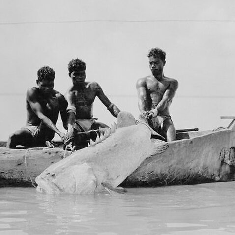 Aborigines hauling large fish into canoe