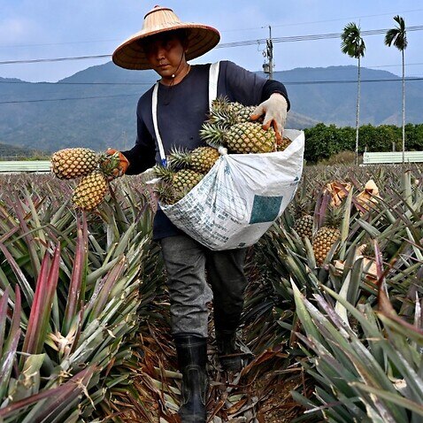 A farmer harvesting pineapples in Pingtung county