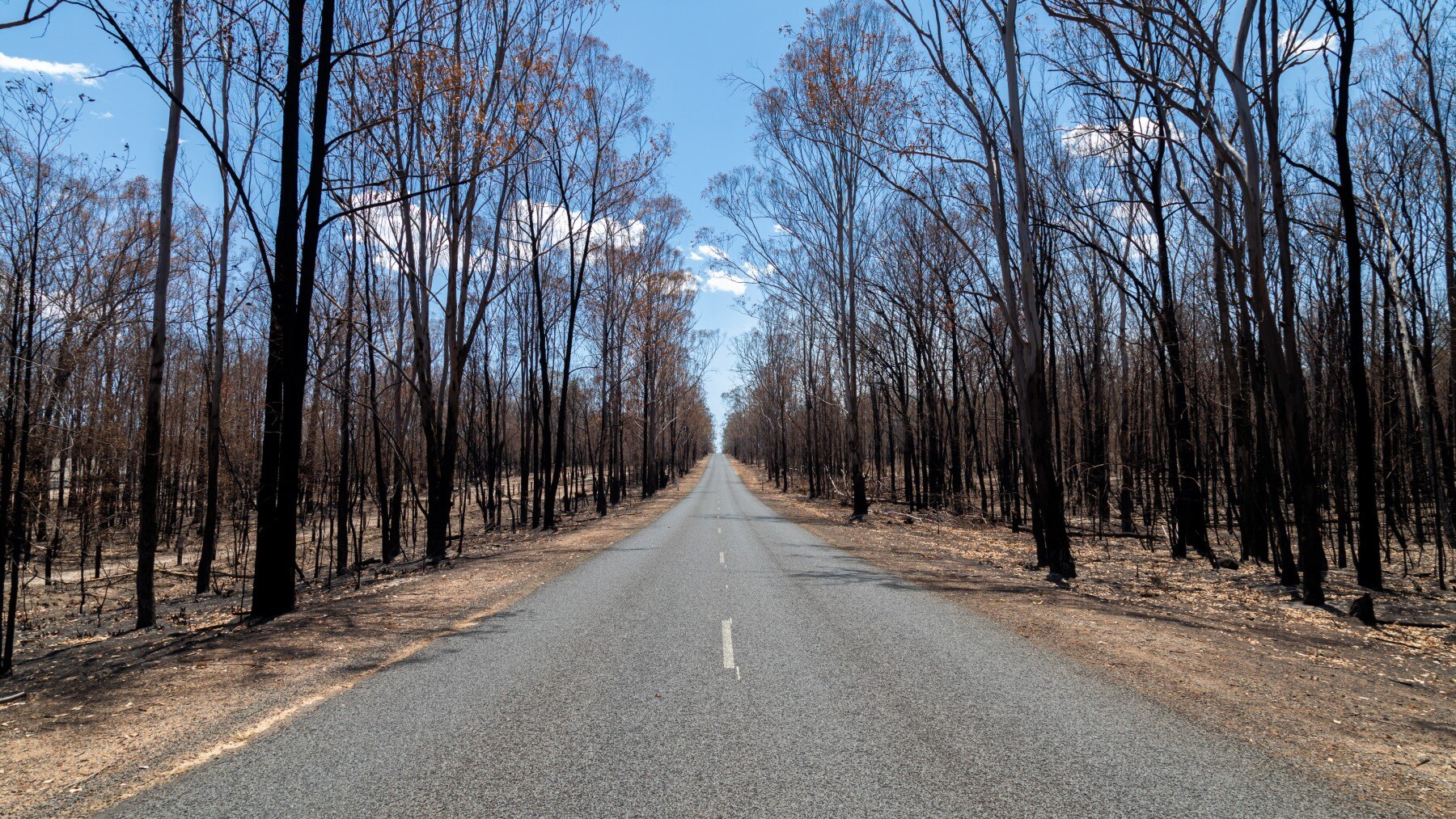Burnt trees,blackened tree trunks along side a road