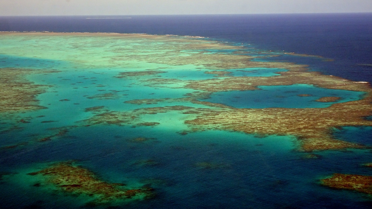 The discovery giving the Great Barrier Reef a fighting chance | SBS News