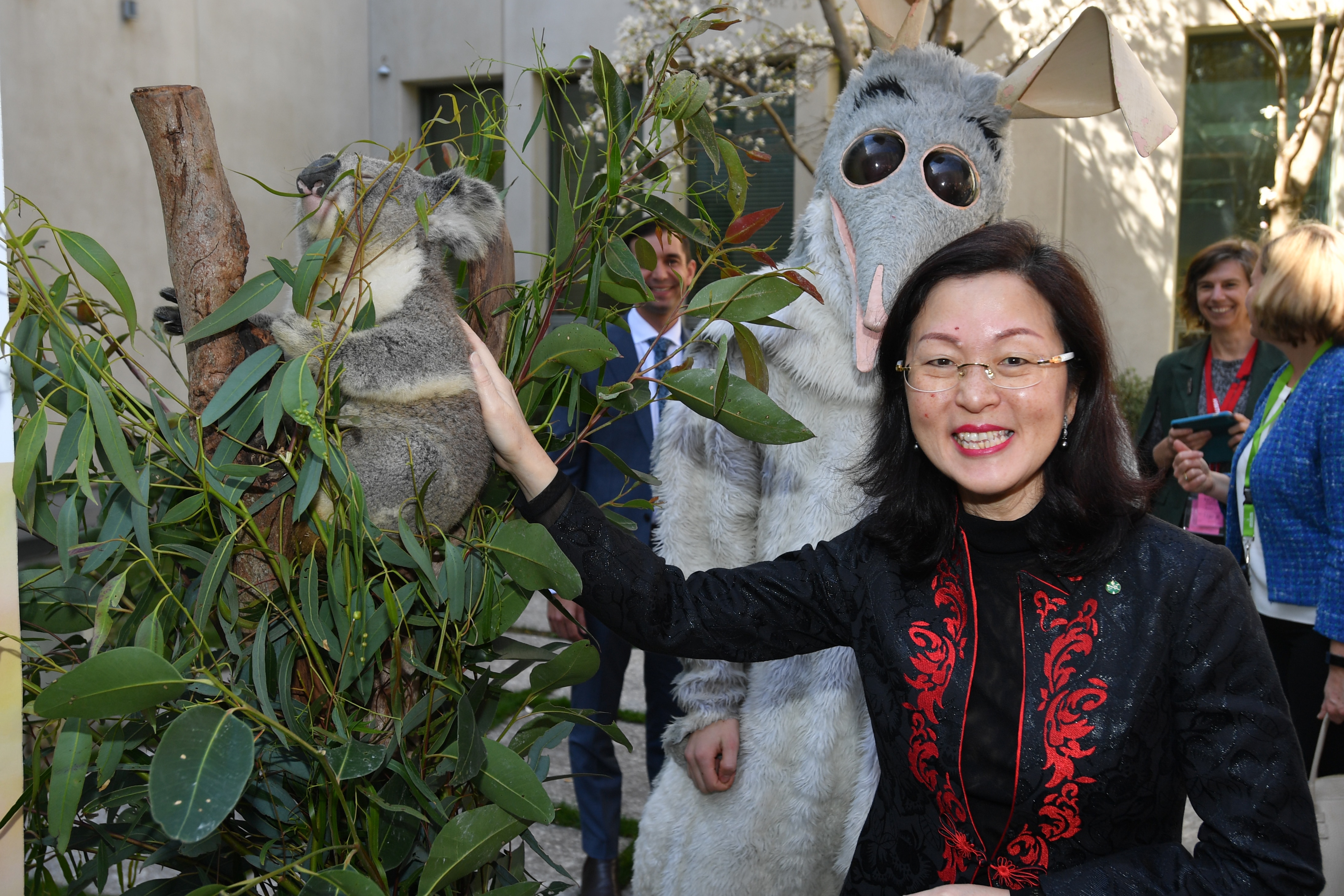 Liberal member for Chisholm Gladys Liu pats a koala during a National Threatened Species Day event at Parliament House in Canberra, Tuesday, September 10, 2019. (AAP Image/Mick Tsikas) NO ARCHIVING