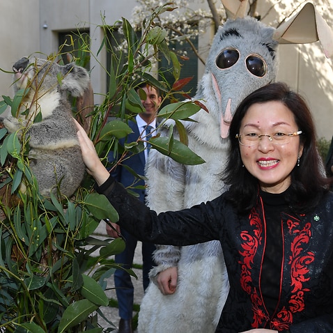Liberal member for Chisholm Gladys Liu pats a koala during a National Threatened Species Day event at Parliament House in Canberra, Tuesday, September 10, 2019. (AAP Image/Mick Tsikas) NO ARCHIVING